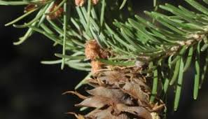 Attēlu rezultāti vaicājumam “Pseudotsuga menziesii fruit”