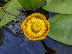 Attēlu rezultāti vaicājumam “Nuphar lutea flower”