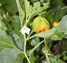Attēlu rezultāti vaicājumam “Physalis alkekengi flower”