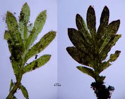 Attēlu rezultāti vaicājumam “Fissidens pusillus sporophyte”