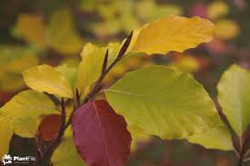 Attēlu rezultāti vaicājumam “Fagus sylvatica fo. laciniata leaf”