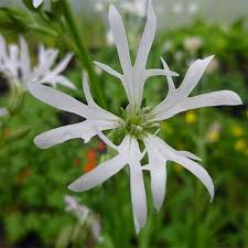 Image result for Lychnis flos-cuculi