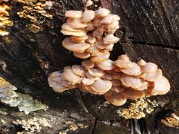 Attēlu rezultāti vaicājumam “Panellus stipticus”