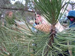 Attēlu rezultāti vaicājumam “Pinus nigra fruit”