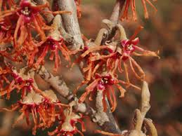 Attēlu rezultāti vaicājumam “Hamamelis vernalis flower”