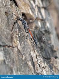 Attēlu rezultāti vaicājumam “Gasteruption jaculator imago”