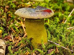 Attēlu rezultāti vaicājumam “Exobasidium splendidum”