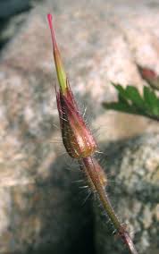 Attēlu rezultāti vaicājumam “Geranium bohemicum bud”