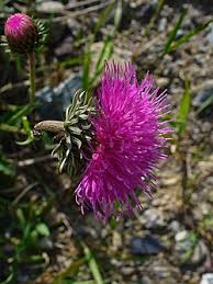 Image result for Alpendistel