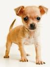 Chihuahua pronunciation