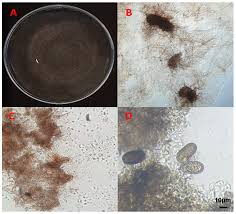 Attēlu rezultāti vaicājumam “Diderma subviridifuscum var. macrospora*”