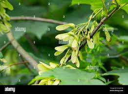 Attēlu rezultāti vaicājumam “Acer pseudoplatanus fruit”