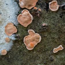 Attēlu rezultāti vaicājumam “Aleurodiscus amorphus”