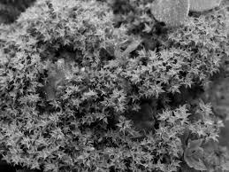 Attēlu rezultāti vaicājumam “Barbula convoluta sporophyte”