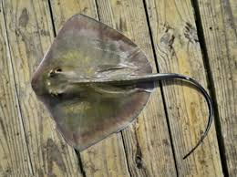 Image result for Hypanus say