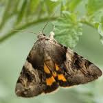 Attēlu rezultāti vaicājumam “Catocala fulminea”