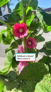 Image result for Alcea rosea `Appleblossom`