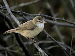 Image result for Acrocephalus agricola