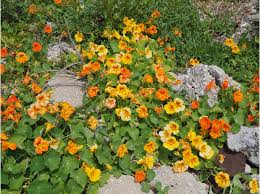 Attēlu rezultāti vaicājumam “Tropaeolum majus”