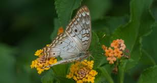 Image result for Papilionoidea