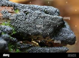 Attēlu rezultāti vaicājumam “Cribraria argillacea”