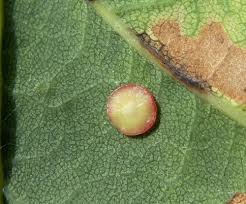 Attēlu rezultāti vaicājumam “Neuroterus albipes”