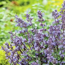 Image result for Katzenminze