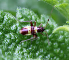 Attēlu rezultāti vaicājumam “Closterotomus biclavatus nymph”