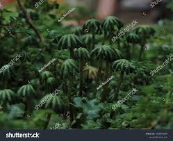 Attēlu rezultāti vaicājumam “Marchantiopsida”