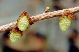 Attēlu rezultāti vaicājumam “Larix kaempferi female flower”