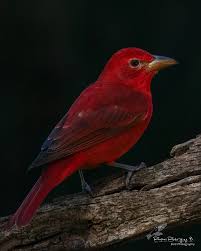 Image result for Piranga rubra