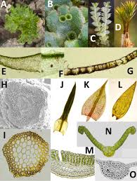 Attēlu rezultāti vaicājumam “Palustriella commutata sporophyte”