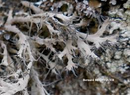 Attēlu rezultāti vaicājumam “Anaptychia ciliaris”