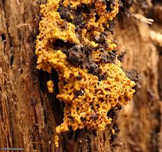 Attēlu rezultāti vaicājumam “Fuligo leviderma plasmodium”