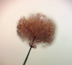 Attēlu rezultāti vaicājumam “Collaria rubens spores”