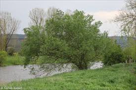 Attēlu rezultāti vaicājumam “Salix x fragilis”