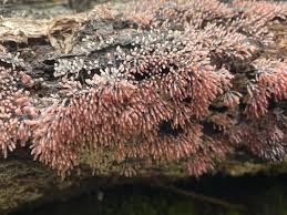 Attēlu rezultāti vaicājumam “Stemonitopsis typhina stalked”