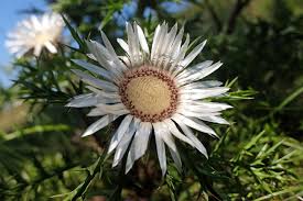 Image result for Silberdistel