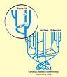 Horizontal gene transfer - Wikipedia, the free encyclopedia
