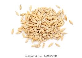 Attēlu rezultāti vaicājumam “Hordeum vulgare fruit”