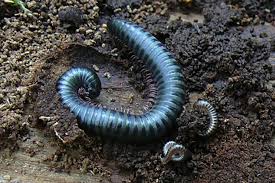 Attēlu rezultāti vaicājumam “Ommatoiulus vilnensis”