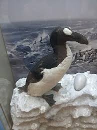 Image result for Pinguinus impennis