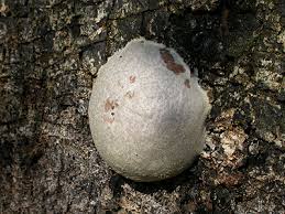 Attēlu rezultāti vaicājumam “Reticularia lycoperdon”