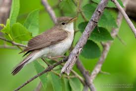 Image result for Hippolais pallida