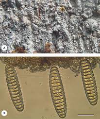 Attēlu rezultāti vaicājumam “Phlyctis agelaea”