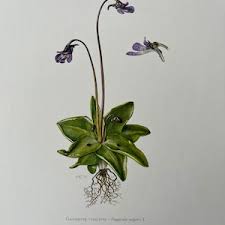 Attēlu rezultāti vaicājumam “Pinguicula vulgaris leaf”