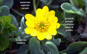 Attēlu rezultāti vaicājumam “Ranunculaceae”