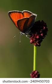 Attēlu rezultāti vaicājumam “Lycaena hippothoe female”