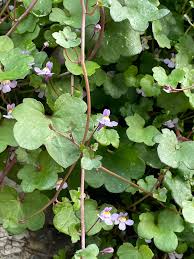 Attēlu rezultāti vaicājumam “Cymbalaria muralis flower”
