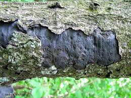 Attēlu rezultāti vaicājumam “Diatrype disciformis”